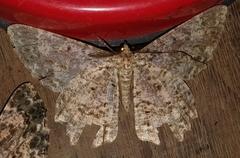 Epimecis