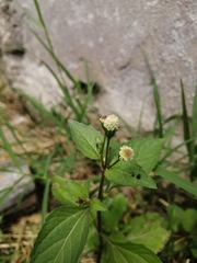 Acmella radicans
