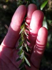 Tmesipteris tannensis