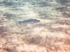 Dicentrarchus labrax