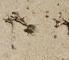 Bombyliini