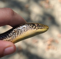 Ophisaurus attenuatus