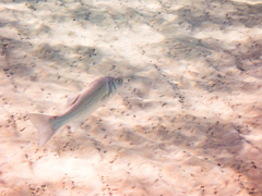 Dicentrarchus labrax