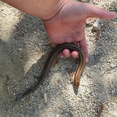 Ophisaurus attenuatus
