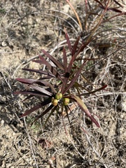Stillingia texana