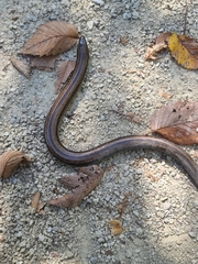 Ophisaurus attenuatus