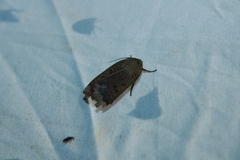 Abagrotis