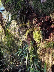 Tmesipteris tannensis