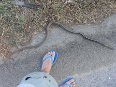 Coelognathus radiatus