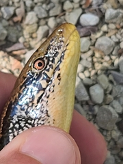 Ophisaurus attenuatus