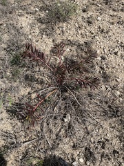 Stillingia texana
