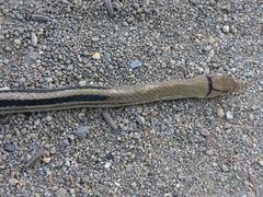 Coelognathus radiatus