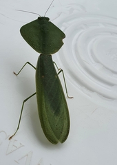 Choeradodis rhombicollis