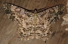 Epimecis