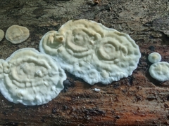 Dacryobolus karstenii