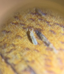 Onychiurinae