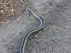 Coelognathus radiatus