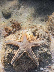 Astropecten platyacanthus