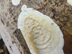 Dacryobolus karstenii