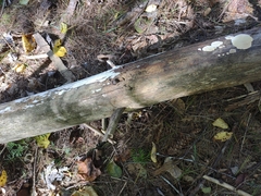 Dacryobolus karstenii