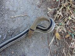 Coelognathus radiatus