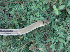 Coelognathus radiatus