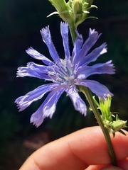 Cichorium intybus