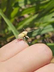 Naupactus femoratus