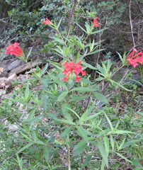 Bouvardia ternifolia