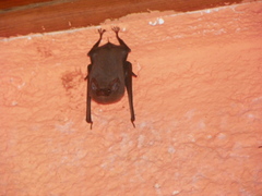 Balantiopteryx plicata