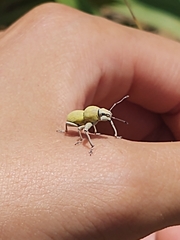 Naupactus femoratus