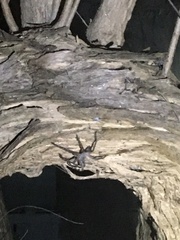 Arachnida