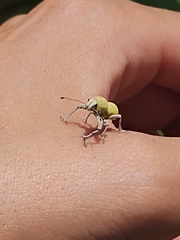 Naupactus femoratus
