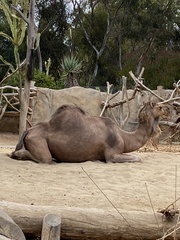 Camelus