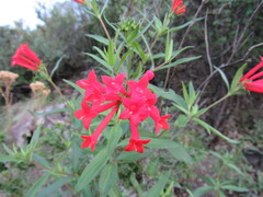 Bouvardia ternifolia