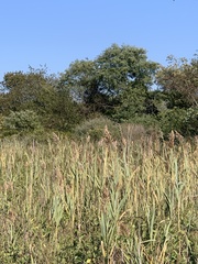 Phragmites