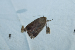 Abagrotis