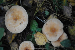 Paralepista gilva