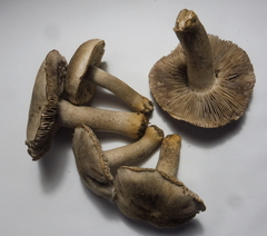 Tricholoma bresadolanum