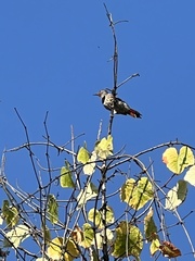 Colaptes auratus cafer