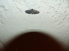 Gymnoscelis rufifasciata