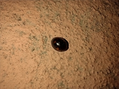 Exochomus quadripustulatus