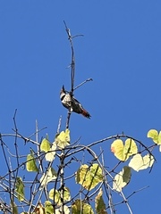 Colaptes auratus cafer