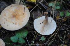 Paralepista gilva