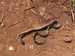 Drymarchon melanurus