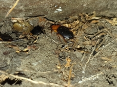 Amphasia interstitialis