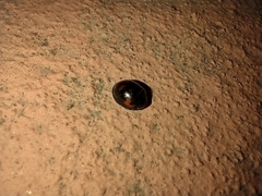 Exochomus quadripustulatus