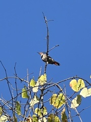 Colaptes auratus cafer