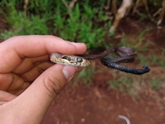 Drymarchon melanurus