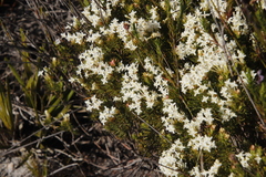 Gnidia pinifolia